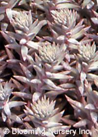 Orostachys fimbriata